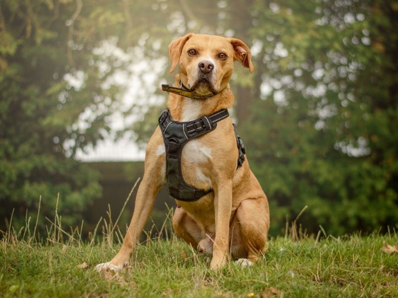 Mosley | Terrier (Staffordshire Bull) Cross | Kenilworth (West Midlands) - 3
