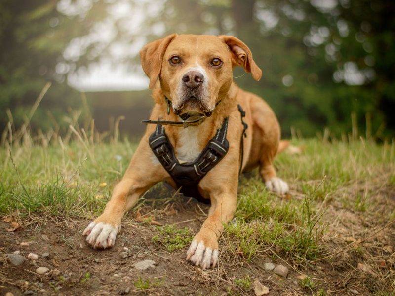 Mosley | Terrier (Staffordshire Bull) Cross | Kenilworth (West Midlands) - 1