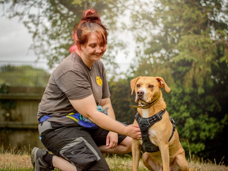 Mosley | Terrier (Staffordshire Bull) Cross | Kenilworth (West Midlands) - 2