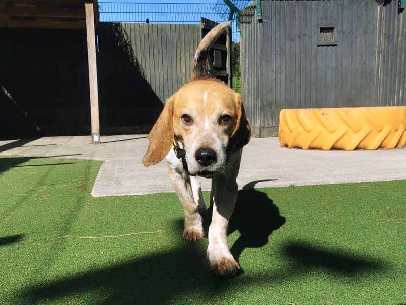 Sawyer | Beagle | Shoreham (Sussex) - 1