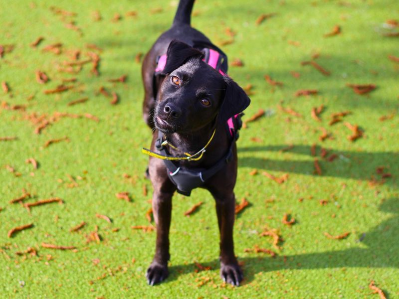 Tink | Terrier (Patterdale) | Manchester - 1
