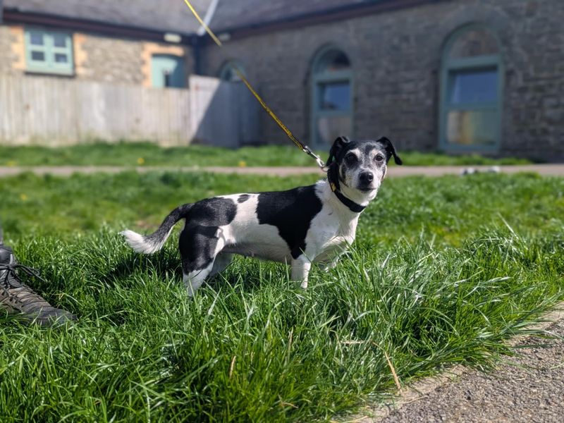Coco for sale in Mid Glamorgan, Wales