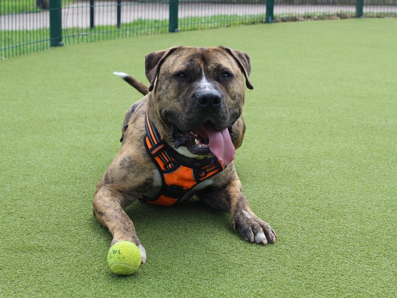 undefined | Bullmastiff | undefined - 7