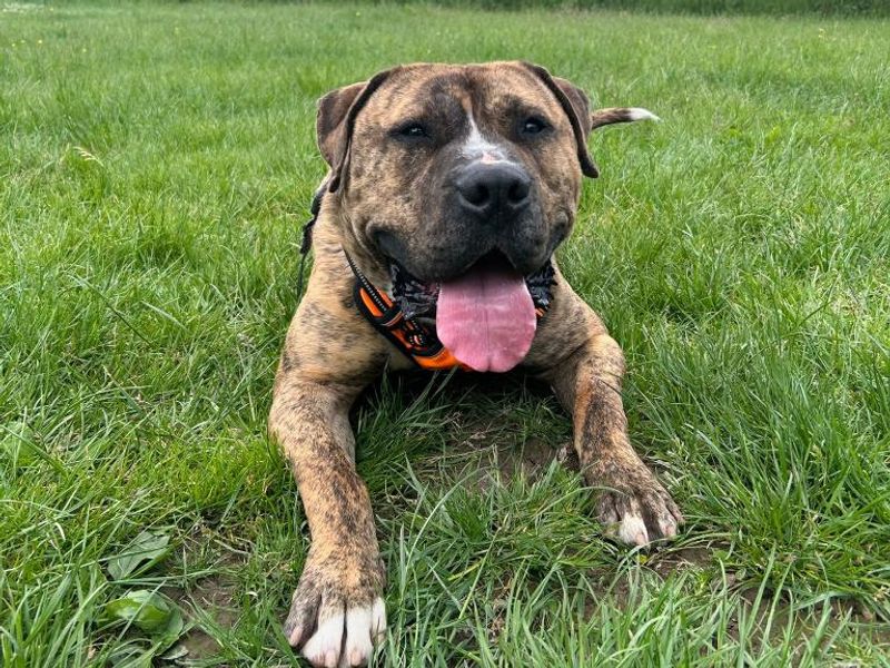 undefined | Bullmastiff | undefined - 8