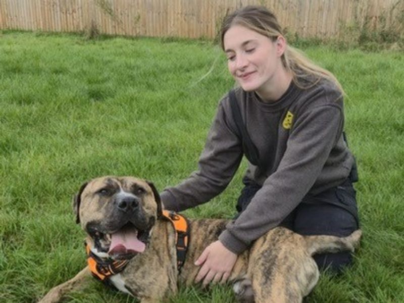 undefined | Bullmastiff | undefined - 9