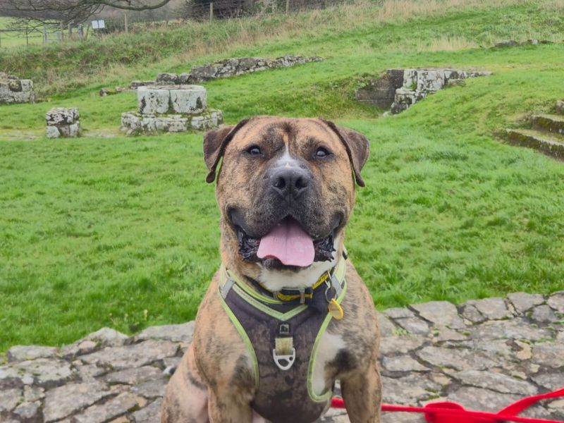 undefined | Bullmastiff | undefined - 6