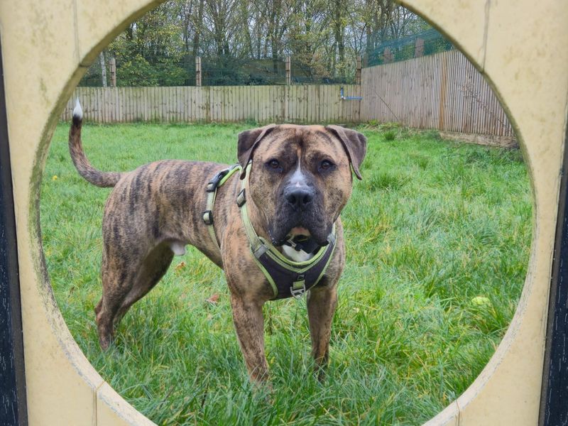 undefined | Bullmastiff | undefined - 5