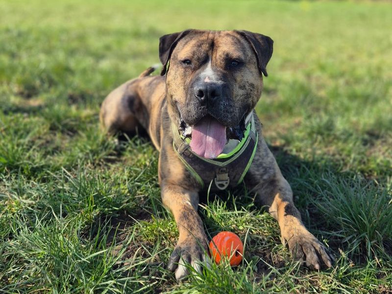 undefined | Bullmastiff | undefined - 3
