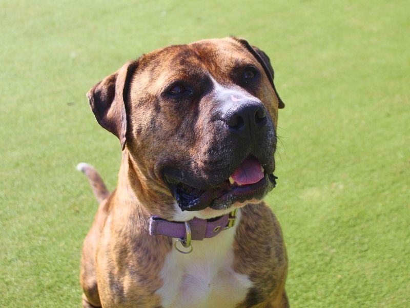 Eddie | Bullmastiff | Manchester - 2