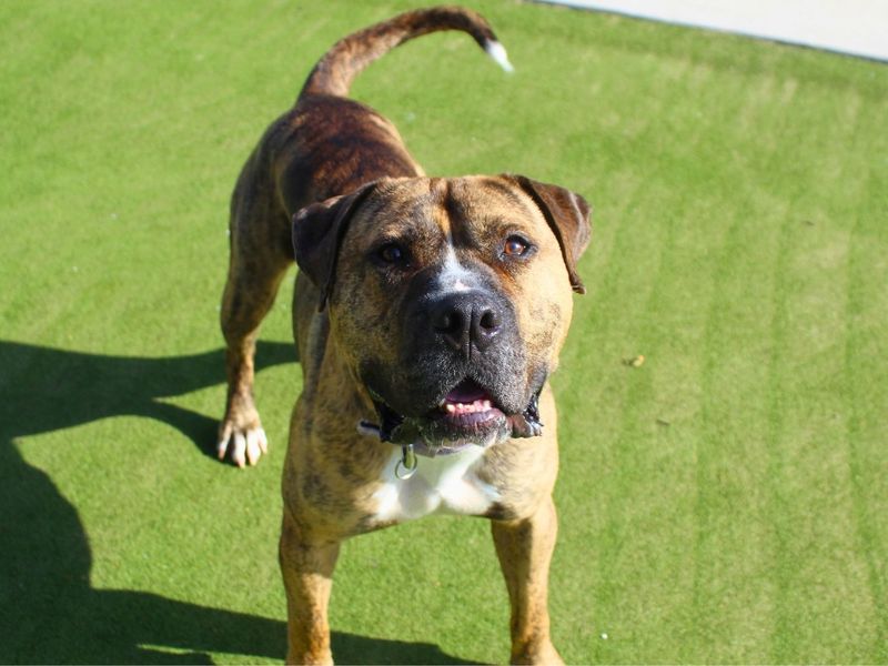 Eddie | Bullmastiff | Manchester - 4