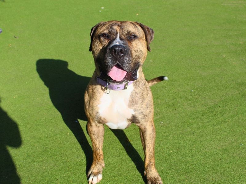 Eddie | Bullmastiff | Manchester - 3