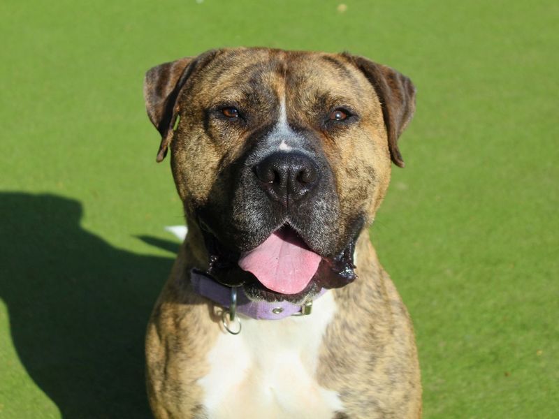 Eddie | Bullmastiff | Manchester - 6