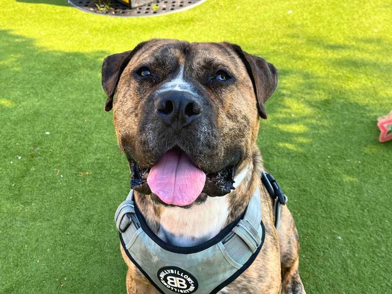 Eddie | Bullmastiff | Manchester - 7