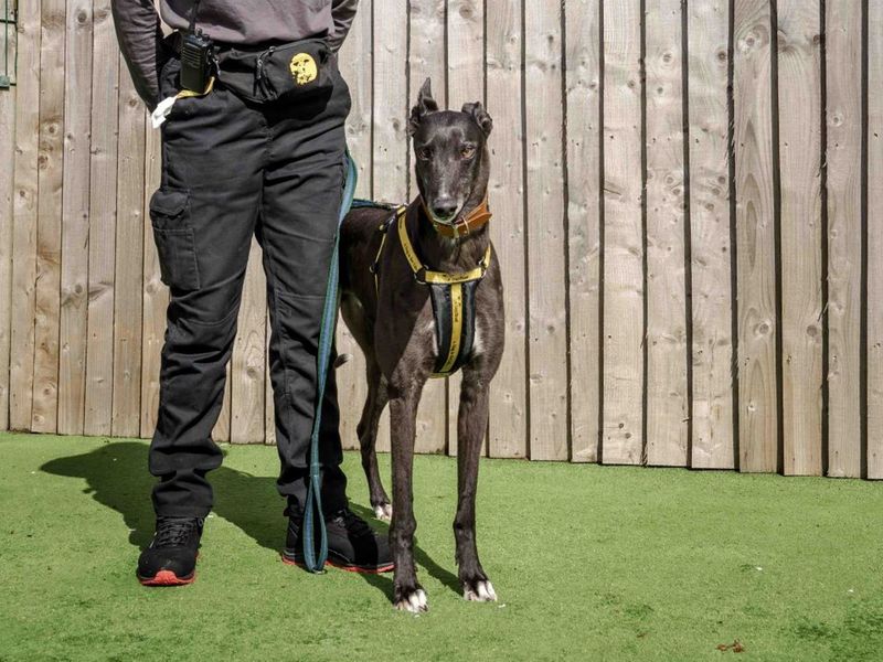 Norbert for sale in Wymeswold, Leicestershire