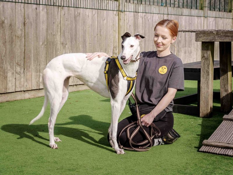 Ethel | Greyhound | Loughborough - 1