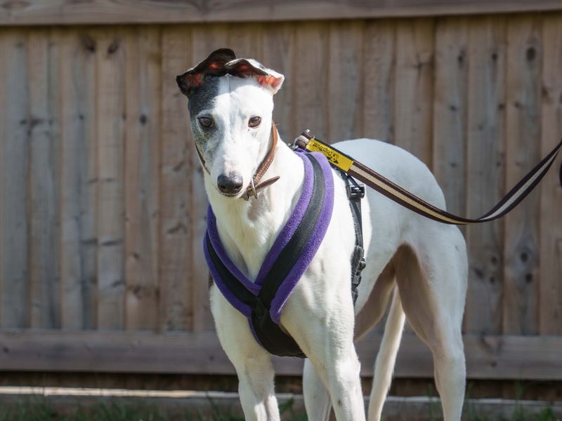 undefined | Greyhound | undefined - 9