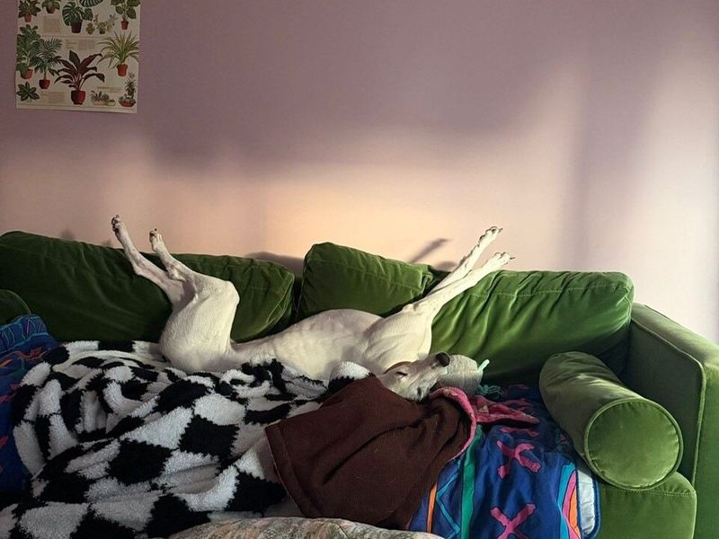 undefined | Greyhound | undefined - 7