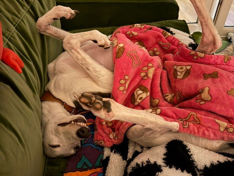 undefined | Greyhound | undefined - 8