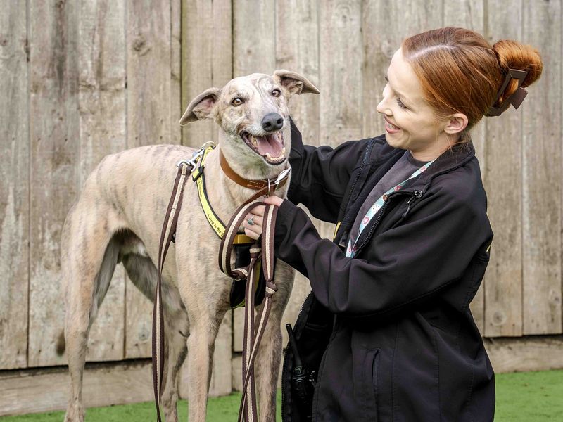 Neville for sale in Wymeswold, Leicestershire