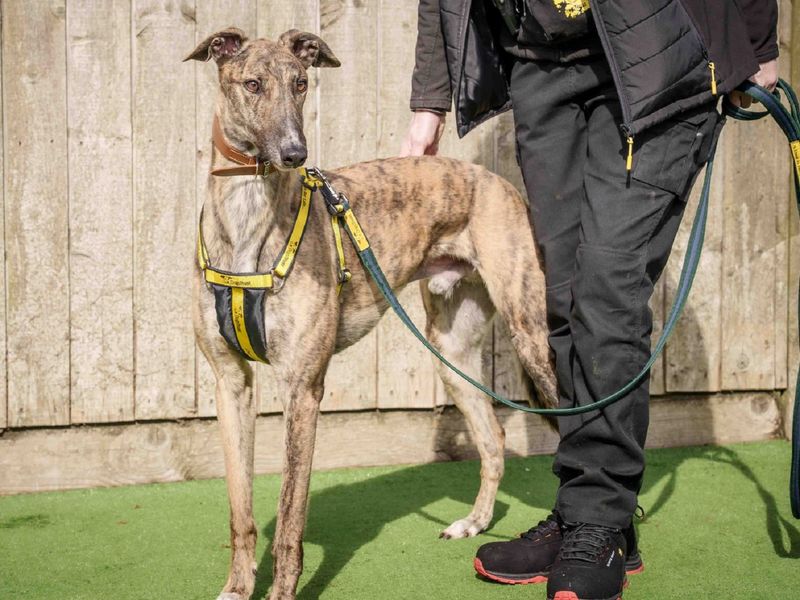 Greyhound for adoption in Wymeswold, Leicestershire – 4 years old - Image 2 of 2