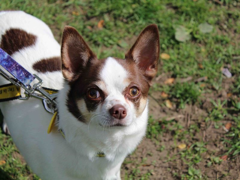 Chico for sale in Glasgow, Scotland - Image 2