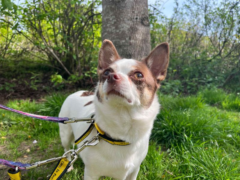 Chico for sale in Glasgow, Scotland
