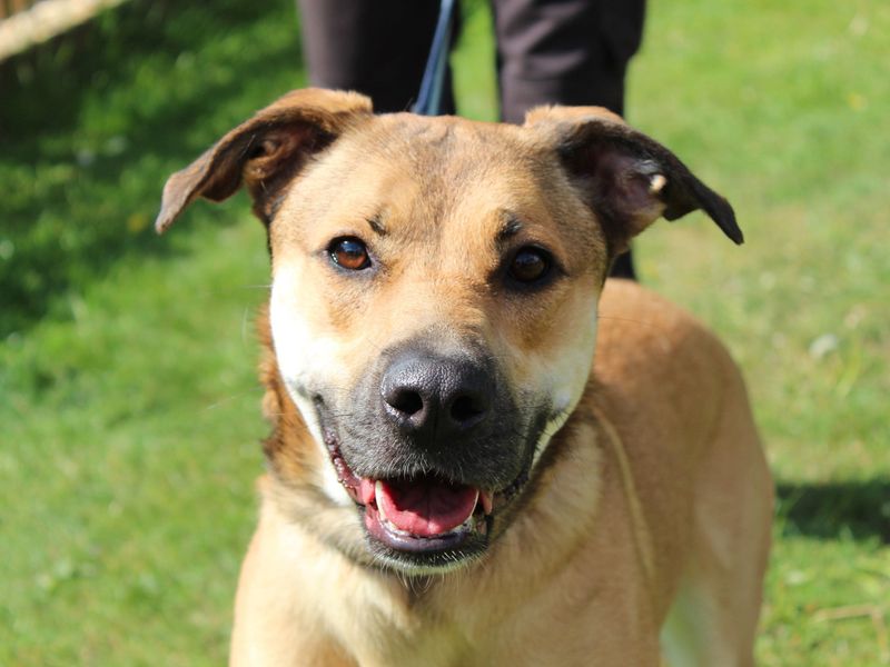 Boxer for adoption in Newbury, Berks – 2 years old - Image 2 of 4