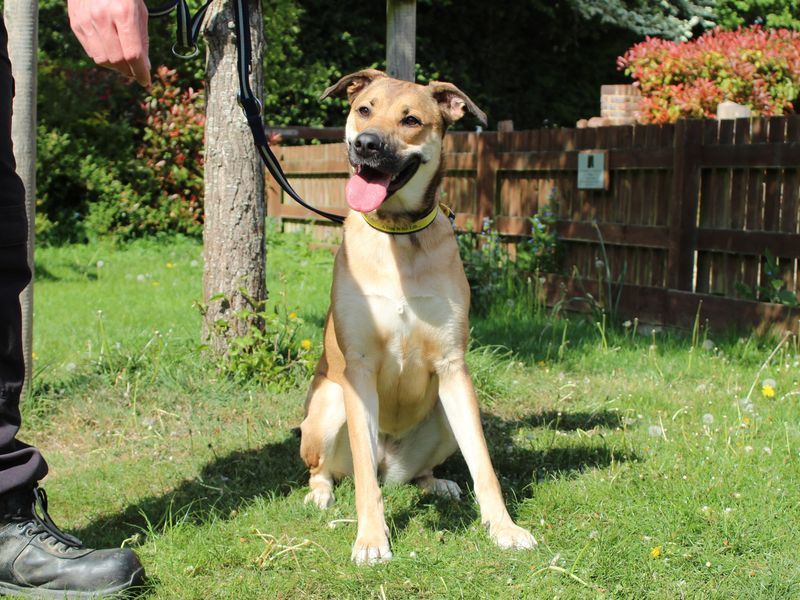 Lillie for sale in Newbury, Berks - Image 3