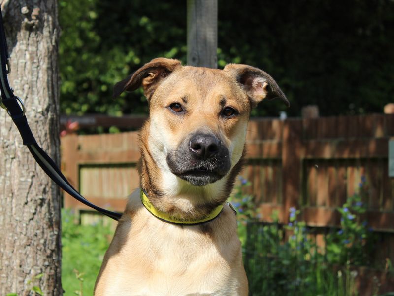 Boxer for adoption in Newbury, Berks – 2 years old - Image 4 of 4