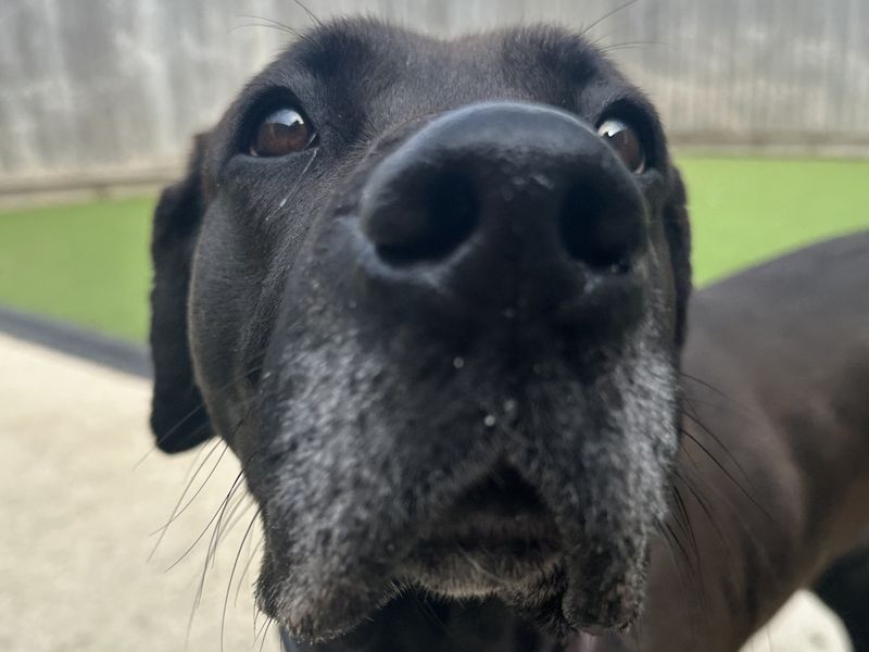 Lulu | Retriever (Labrador) Cross | Newbury (Berkshire) - 1