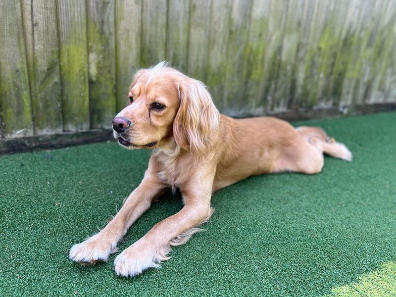 Teddy for sale in Chestfield, Kent