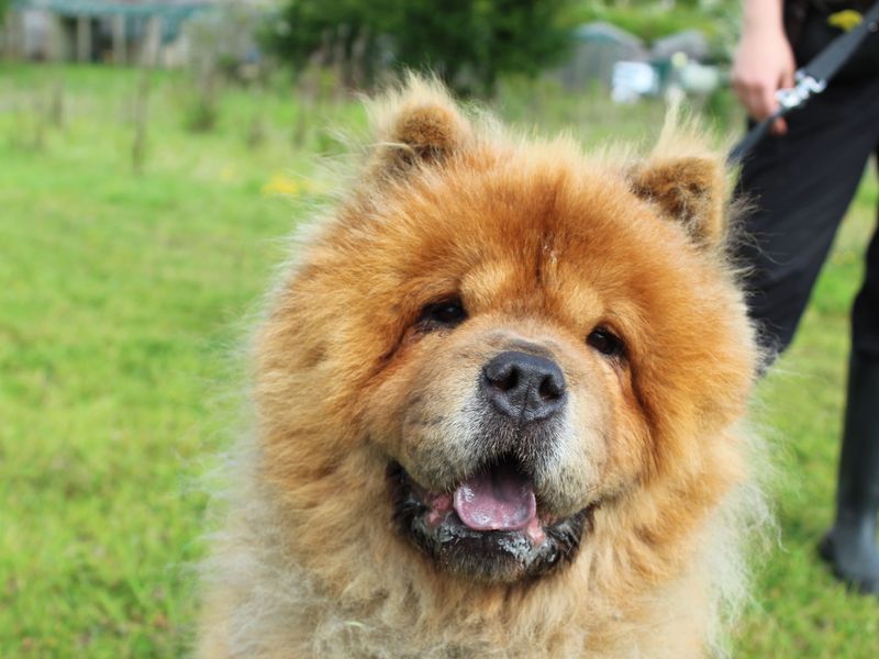 Valencia | Chow Chow | Newbury (Berkshire) - 1
