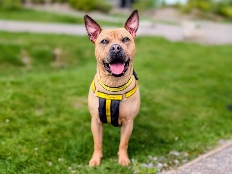 Staffordshire Bull Terrier for adoption in Cardiff / Caerdydd, South Glamorgan – 2 years old - Image 2 of 5