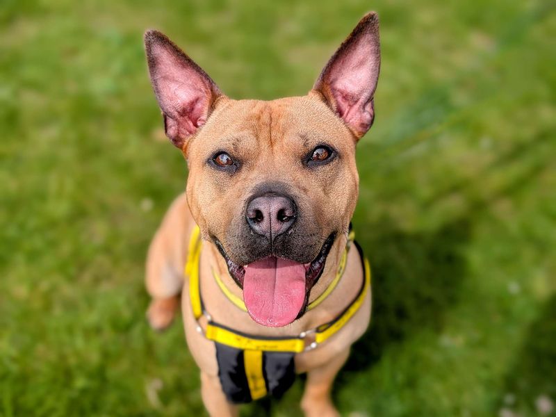 Staffordshire Bull Terrier for adoption in Cardiff / Caerdydd, South Glamorgan – 2 years old - Image 5 of 5