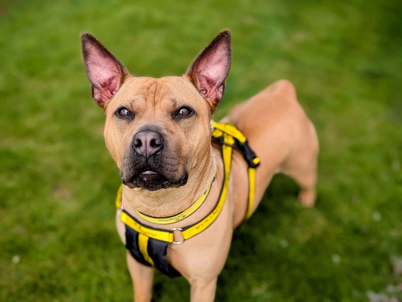 Staffordshire Bull Terrier for adoption in Cardiff / Caerdydd, South Glamorgan – 2 years old - Image 4 of 5