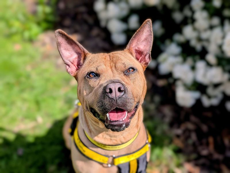 Staffordshire Bull Terrier for adoption in Cardiff / Caerdydd, South Glamorgan – 2 years old - Image 3 of 5