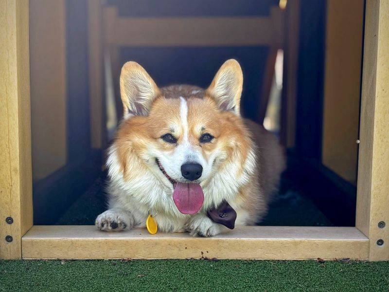 Corgi Dogs And Puppies For Adoption