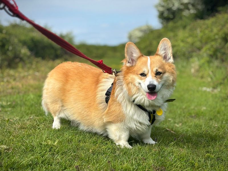 Corgi for adoption in Shoreham by Sea, West Sussex – 4 years old - Image 2 of 2