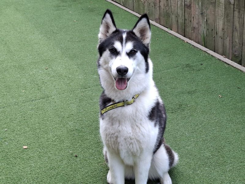 Siberian Husky for adoption in Ilfracombe, North Devon – 1 year old - Image 3 of 5