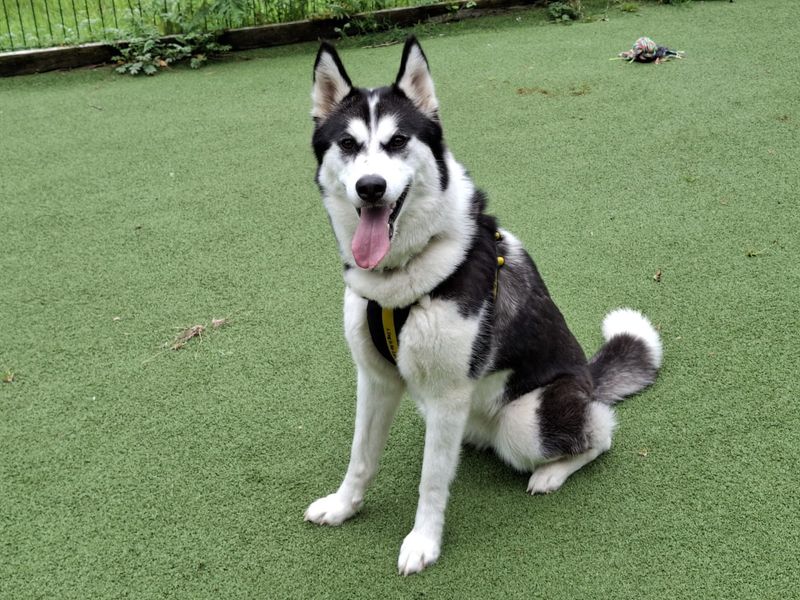 Siberian Husky for adoption in Ilfracombe, North Devon – 1 year old - Image 2 of 5