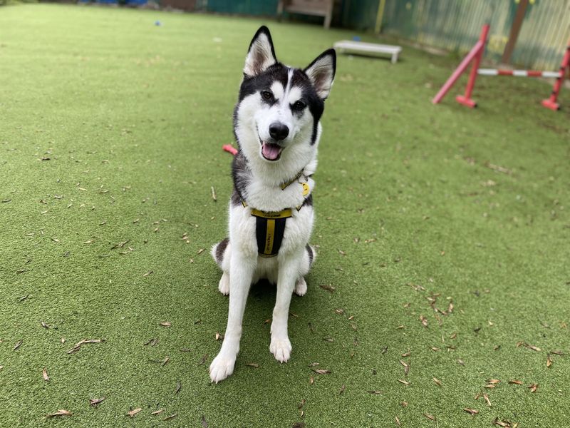 Mia | Siberian Husky Cross | Ilfracombe - 1