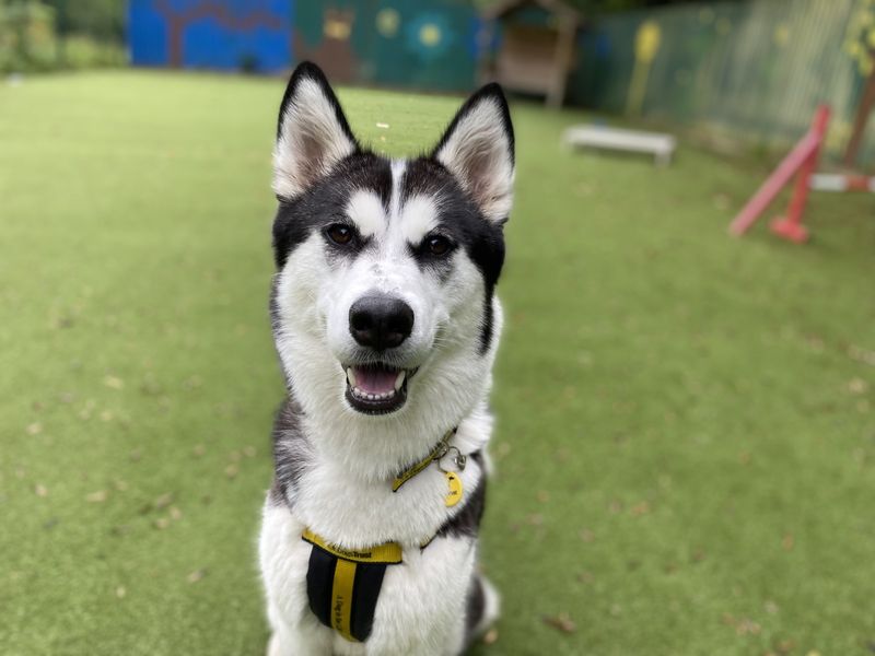 Siberian Husky for adoption in Ilfracombe, North Devon – 1 year old