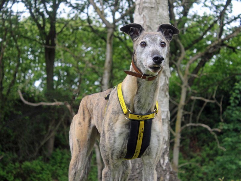 Dora | Greyhound | Merseyside (Liverpool) - 1