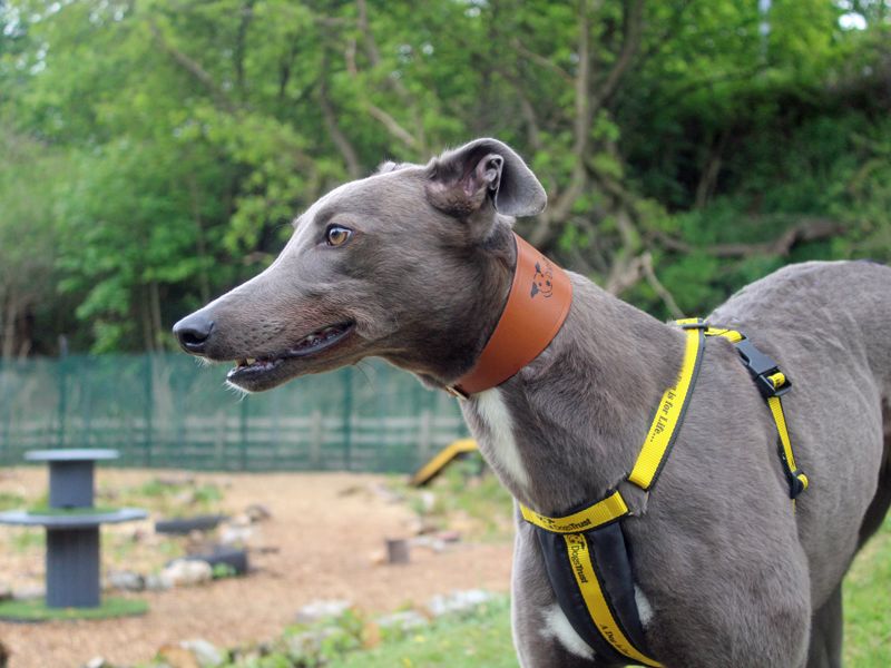 Megan | Greyhound | Merseyside (Liverpool) - 1