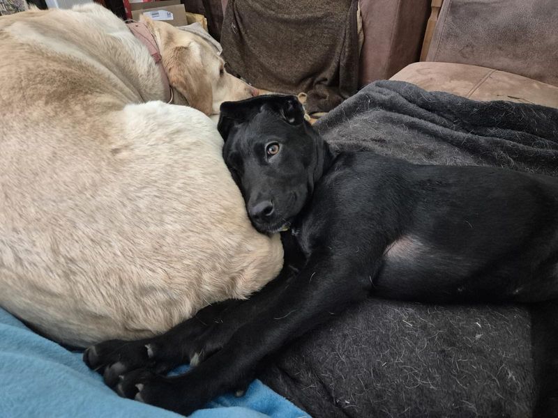 Sheila for sale in Chestfield, Kent