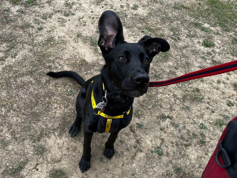 Sheila | German Shepherd Dog Cross | Canterbury - 1