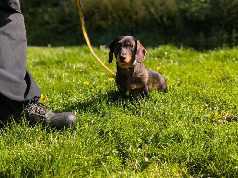 Dachshund for adoption in Wales, Somerset – 3 years old - Image 3 of 3