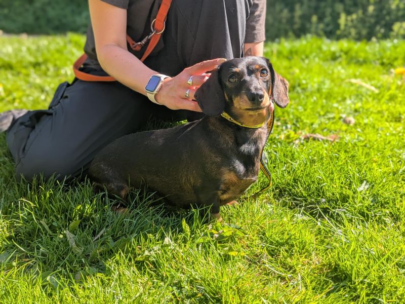 Dachshund for adoption in Wales, Somerset – 3 years old - Image 2 of 3