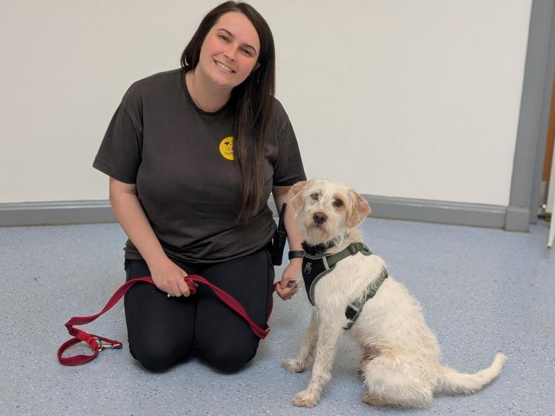 Merlin | Poodle (Miniature) Cross | Loughborough - 1