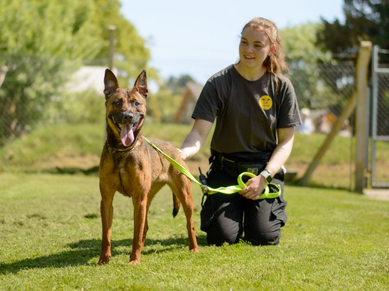 Fifi | Crossbreed | Kenilworth (West Midlands) - 1
